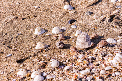 Close-up of seashells on beach