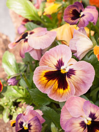 High angle view of pink pansies growing on plant