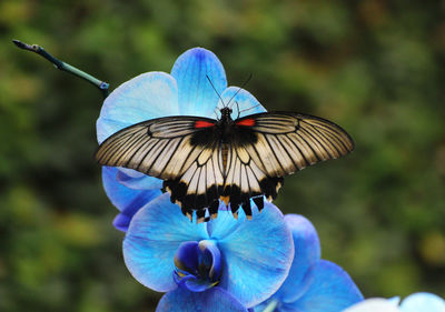 Close-up of butterfly perching on blue flower