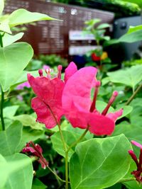 Close-up of pink rose