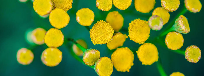 Close-up of yellow flowering plant