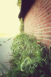 Close-up of plants growing on wall