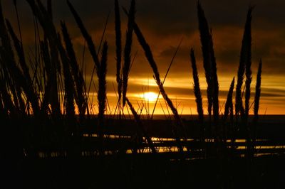 Silhouette of trees at sunset