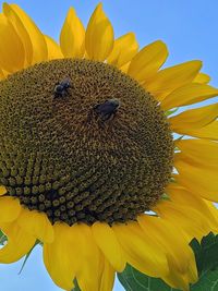 Close-up of honey bee on sunflower