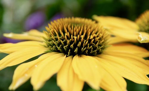 Close-up of yellow flower blooming outdoors