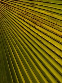 Full frame shot of palm leaves