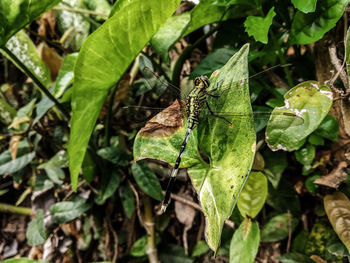 High angle view of butterfly on leaf