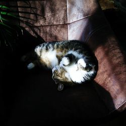 Close-up portrait of cat