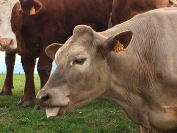 Cow standing in a field