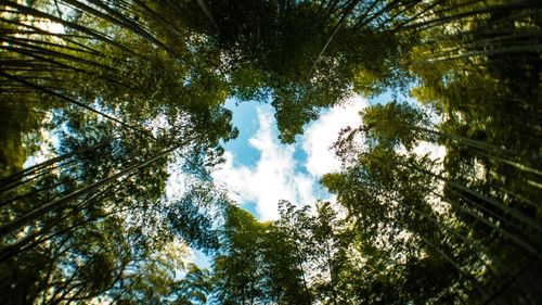 Low angle view of trees in forest against sky