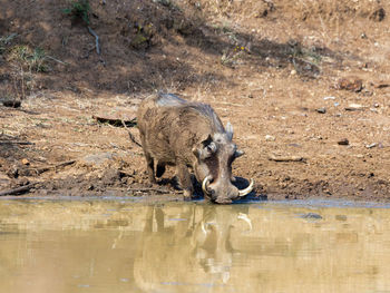 Elephant drinking water in a lake