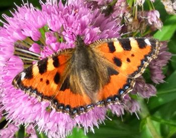 Close-up of butterfly on purple flower