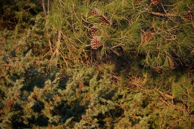 High angle view of plants in the forest