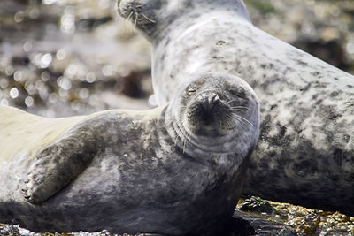 Close-up of sea lions at shore