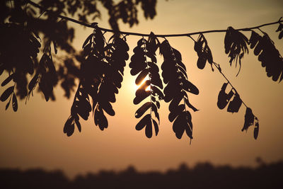 Close-up of leaves against sky at sunset