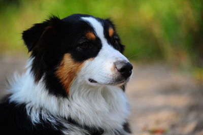 Close-up of dog looking away