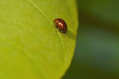 Close-up of insect on leaf