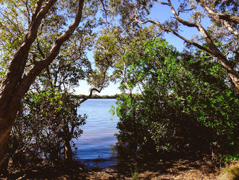 Trees by lake in forest against clear sky