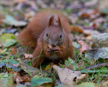 Close-up of squirrel