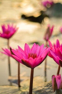 Close-up of pink water lily in lake