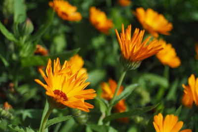 Close-up of yellow flower