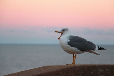 Seagull perching on a sea