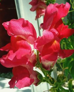 Close-up of pink flowers blooming outdoors