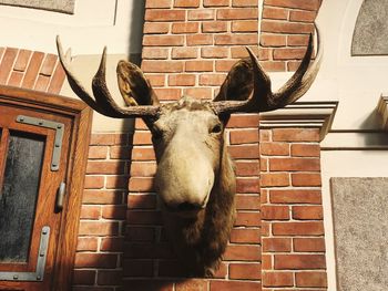 Low angle view of horse on wall