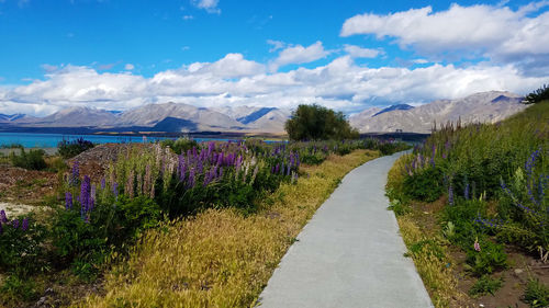 Road amidst plants and landscape against sky