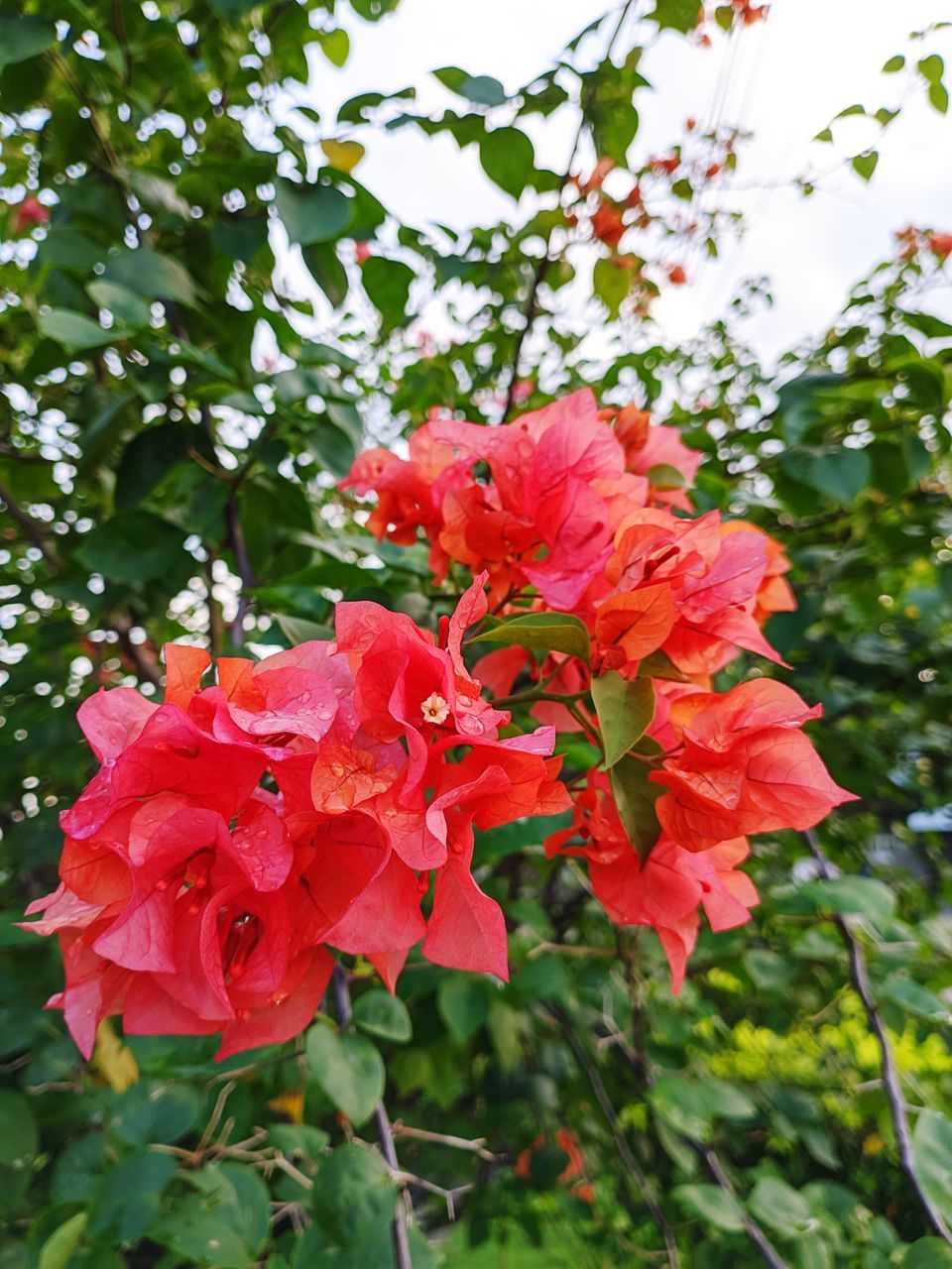 plant, flower, flowering plant, beauty in nature, freshness, growth, petal, fragility, nature, plant part, leaf, red, flower head, close-up, inflorescence, shrub, no people, tree, blossom, hibiscus, outdoors, day, botany, springtime, focus on foreground, rose, green