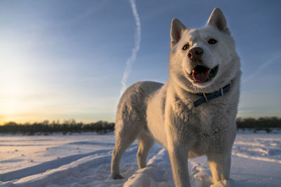Portrait of dog on snow covered field