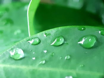 Close-up of raindrops on leaf