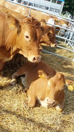 Close-up of cow