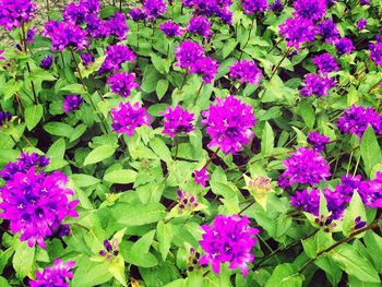 Close-up of pink flowers