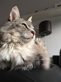 Close-up of cat sitting on bed at home