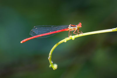 Close-up of insect