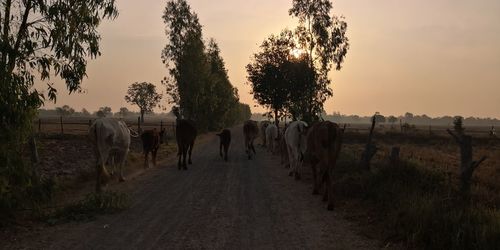 Panoramic view of people on field against sky during sunset