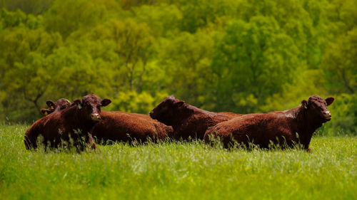 Side view of an animal on field