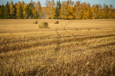 Scenic view of agricultural field