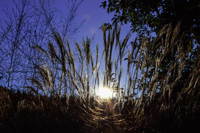 Low angle view of silhouette trees against sky at sunset