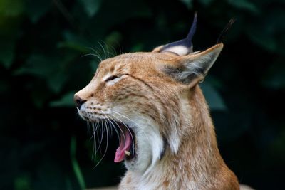 Close-up of a lynx looking away