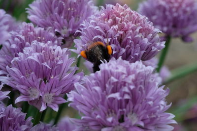 Close-up of bee on purple flowers