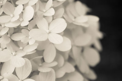 Close-up of flowers