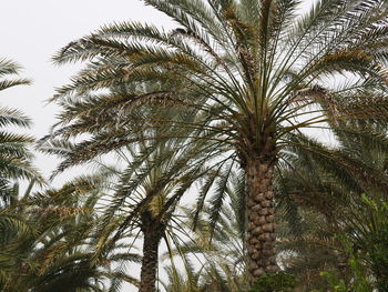 Low angle view of palm trees against sky