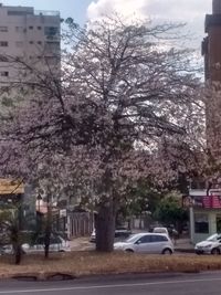 Cherry tree by road against buildings in city