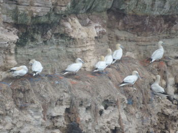 Seagull perching on rock