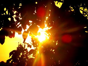 Close-up of silhouette tree against sky at sunset