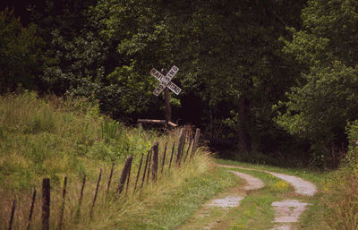 Road passing through forest