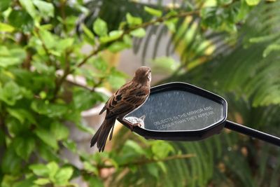 Bird perching on a bike mirror