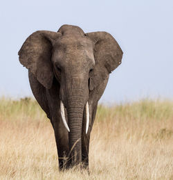 View of elephant on land